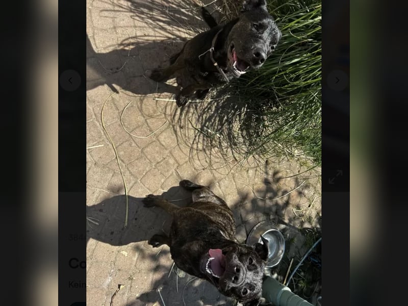 Coco sucht DRINGEND ein neues Zuhause!