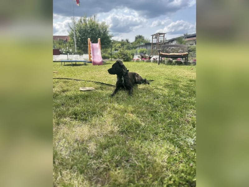 Coco sucht DRINGEND ein neues Zuhause!