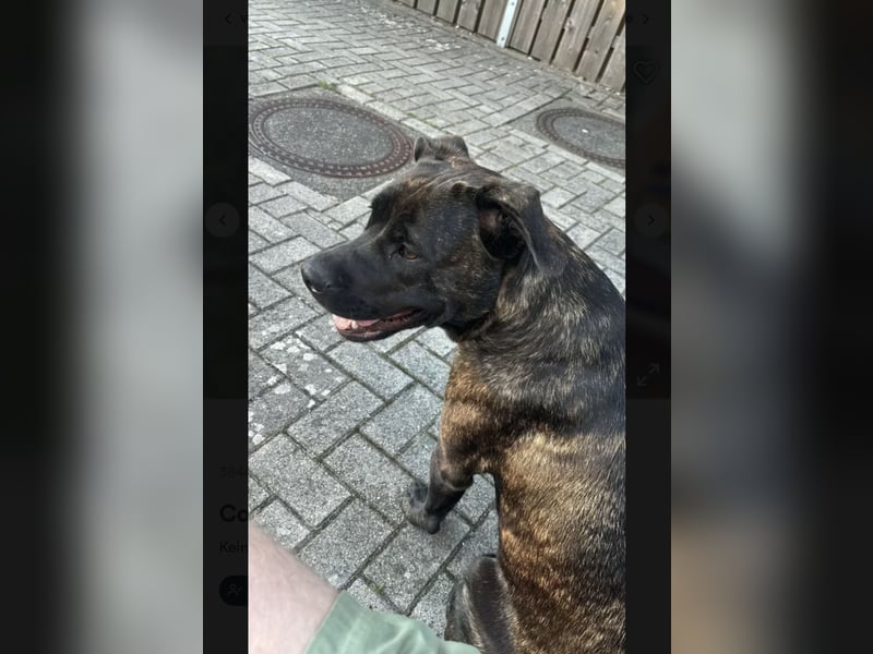 Coco sucht DRINGEND ein neues Zuhause!