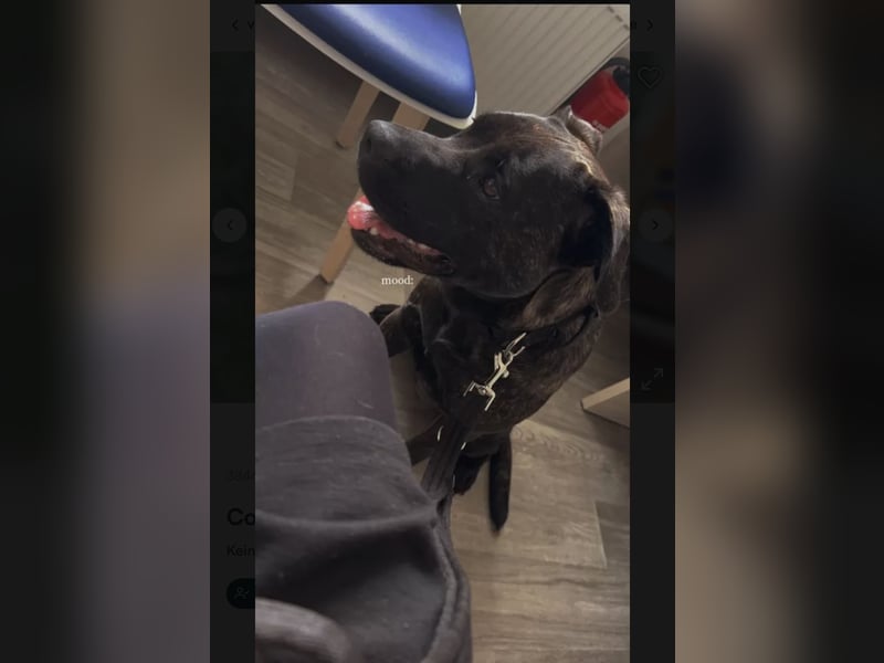 Coco sucht DRINGEND ein neues Zuhause!