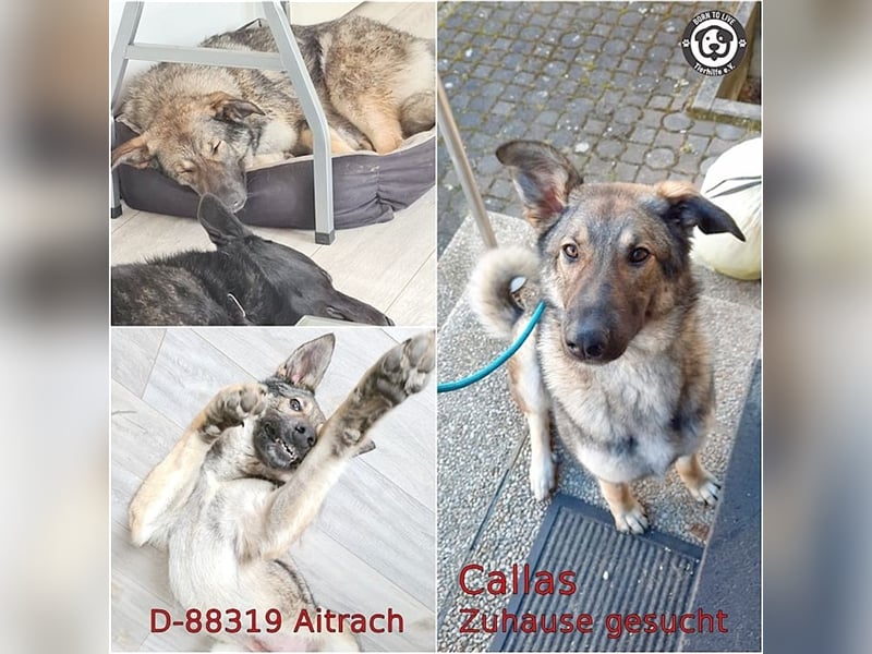CALLAS, sucht erfahrenes Zuhause. Bereits auf PS in Deutschland. Mag auch Katzen
