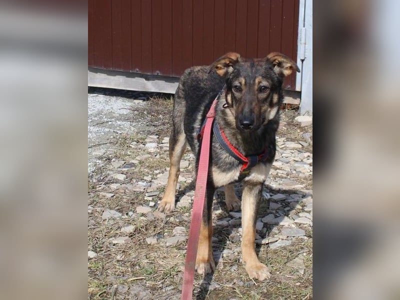 Bescheidene OLIVKA sucht ein Zuhause