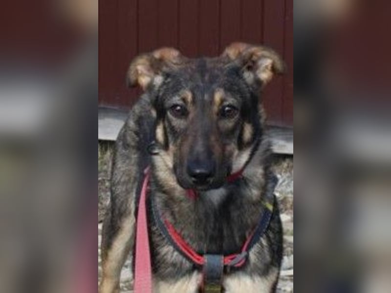 Bescheidene OLIVKA sucht ein Zuhause