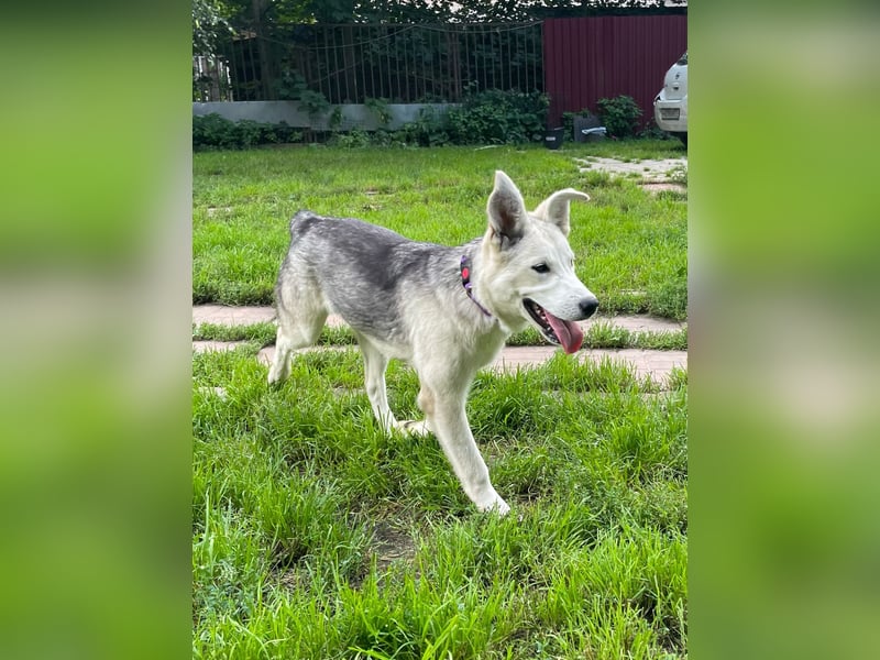 Lustige BEMBI sucht eine aktive Familie