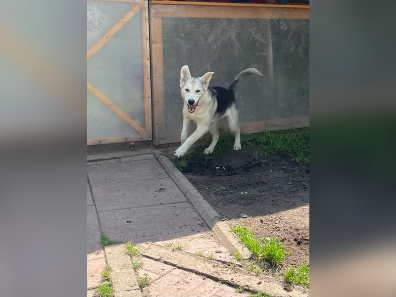 Lustige BEMBI sucht eine aktive Familie