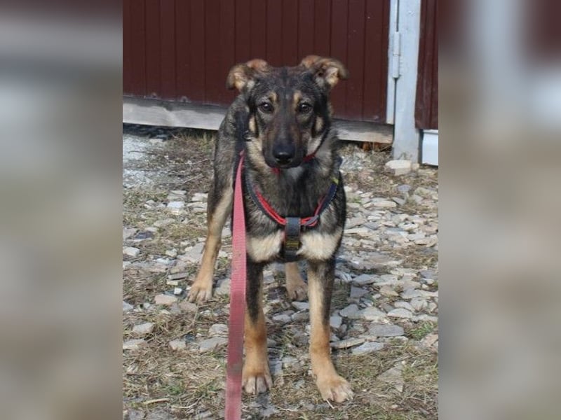 Bescheidene OLIVKA sucht ein Zuhause