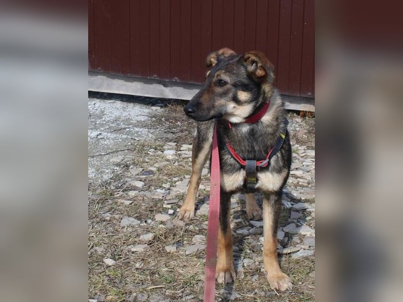 Bescheidene OLIVKA sucht ein Zuhause