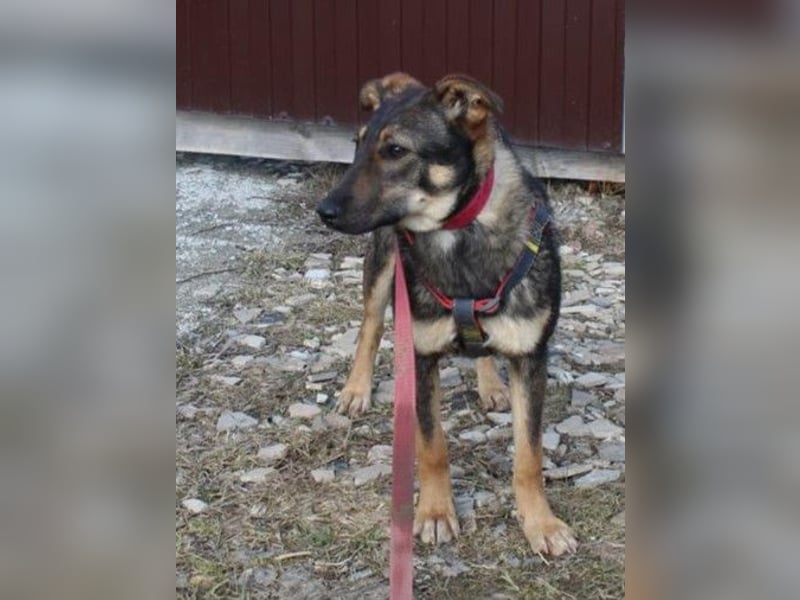 Bescheidene OLIVKA sucht ein Zuhause