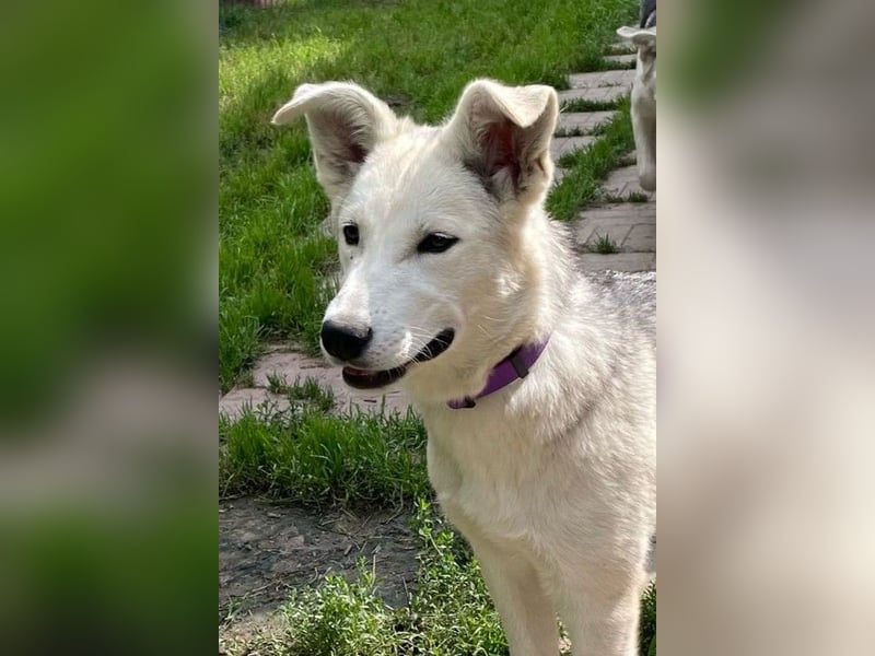 Lustige BEMBI sucht eine aktive Familie