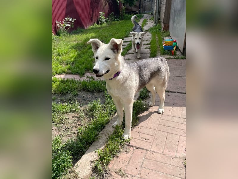 Lustige BEMBI sucht eine aktive Familie