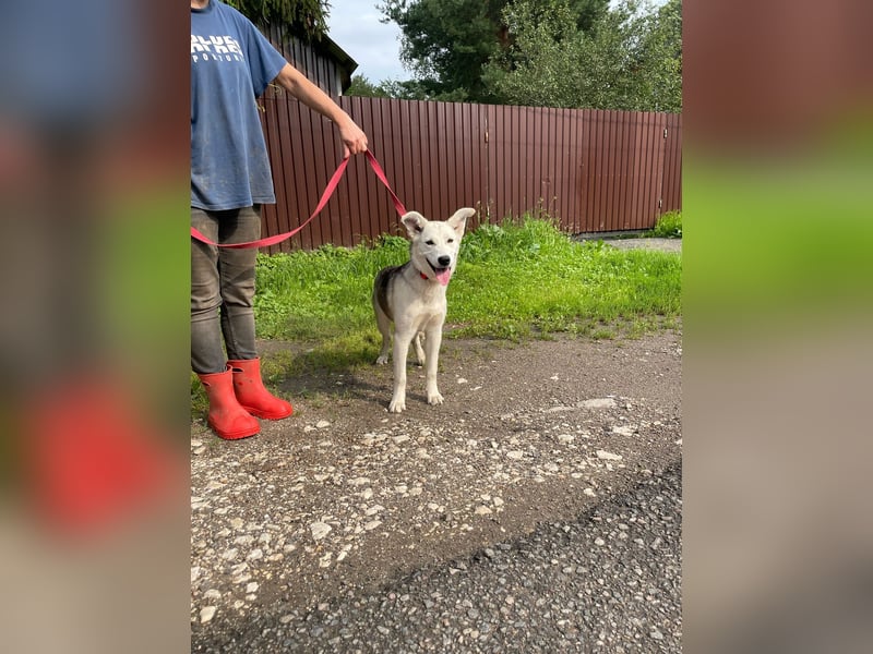 Lustige BEMBI sucht eine aktive Familie