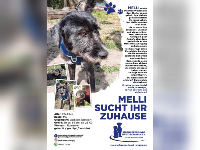 Zottellise sucht ihr Zuhause