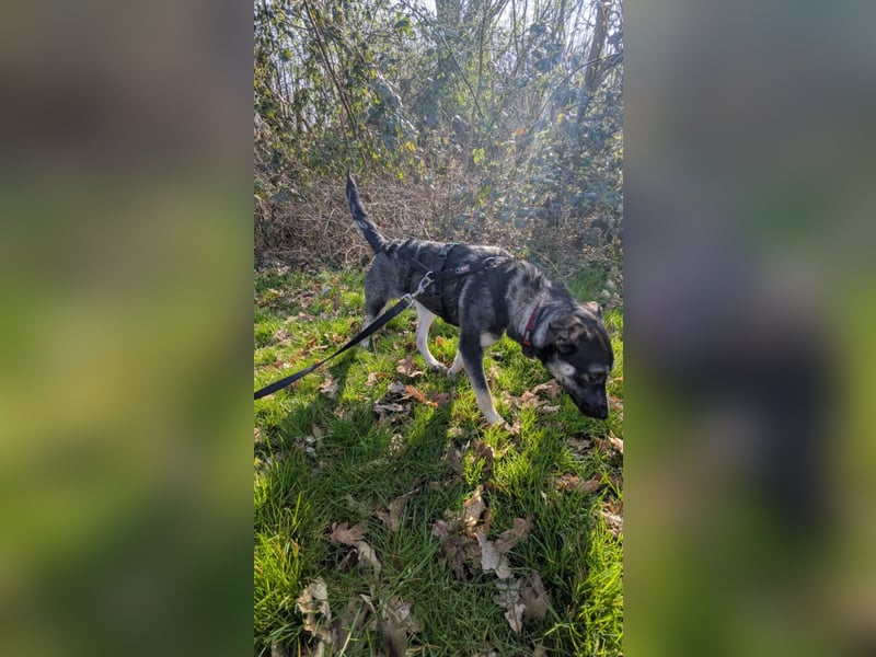 Kleine Paula(8 Mon/39 cm/9,6 kg) sucht Hundefreunde mut Herz