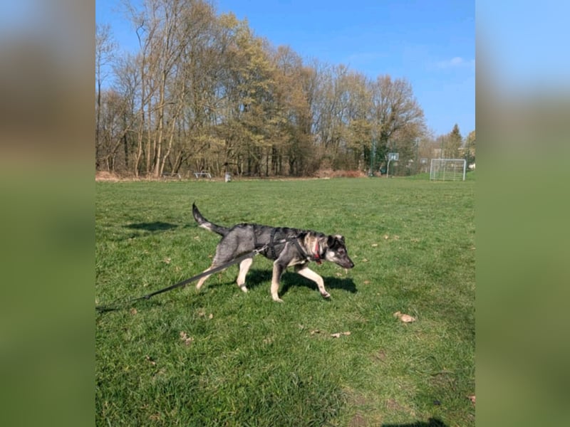 Kleine Paula(8 Mon/39 cm/9,6 kg) sucht Hundefreunde mut Herz