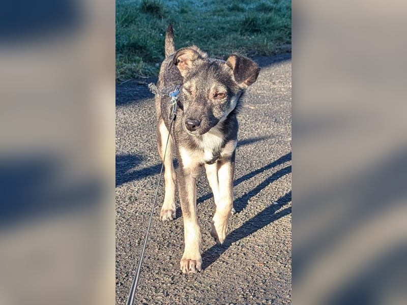 Kleine Paula(8 Mon/39 cm/9,6 kg) sucht Hundefreunde mut Herz