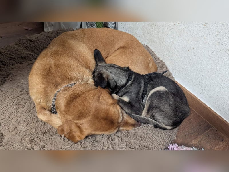 Kleine Paula(8 Mon/39 cm/9,6 kg) sucht Hundefreunde mut Herz