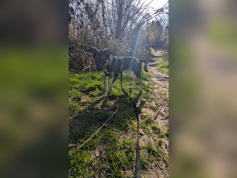 Kleine Paula(8 Mon/39 cm/9,6 kg) sucht Hundefreunde mut Herz