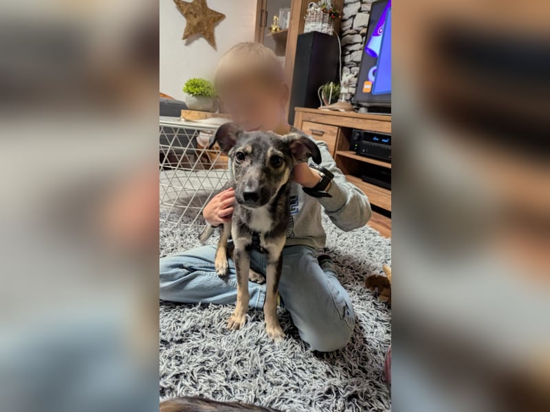 Kleine Paula(8 Mon/39 cm/9,6 kg) sucht Hundefreunde mut Herz