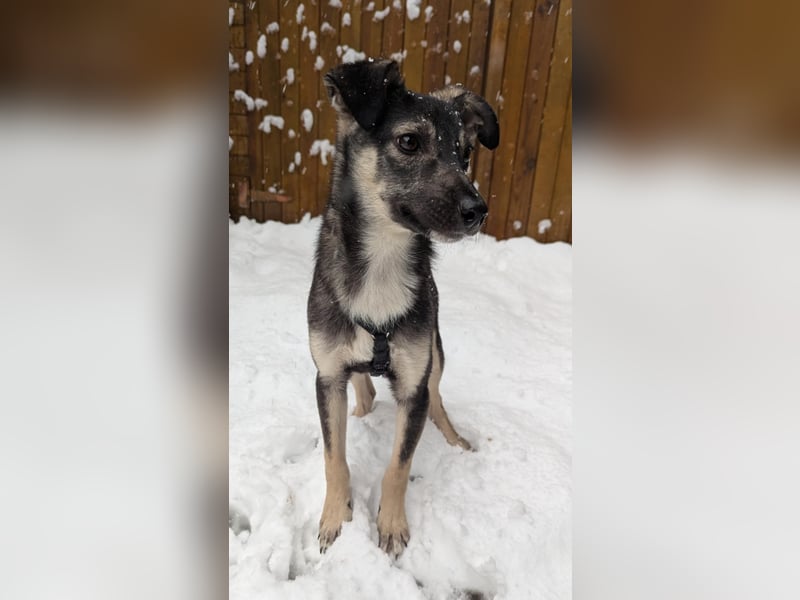 Kleine Paula(8 Mon/39 cm/9,6 kg) sucht Hundefreunde mut Herz