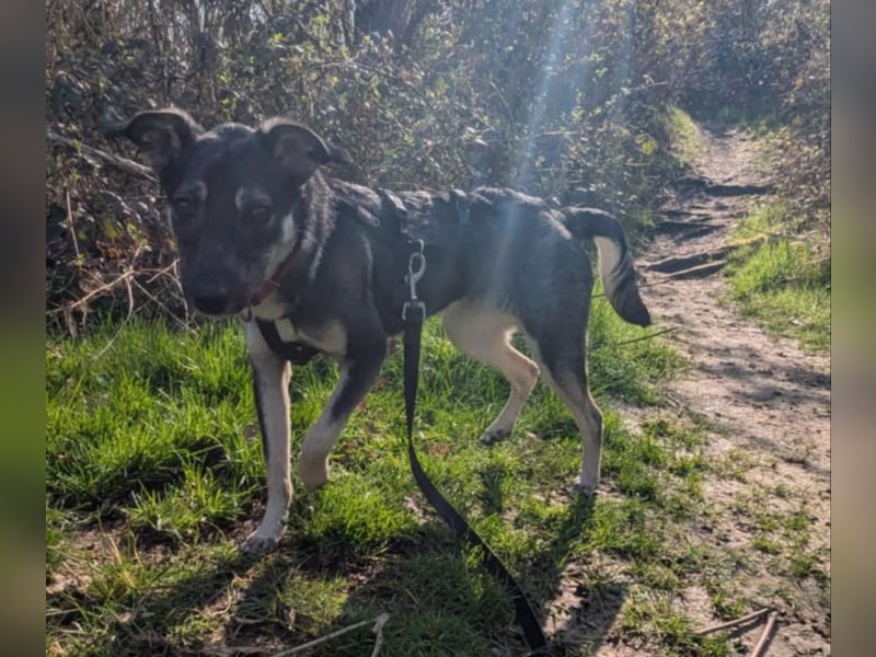 Kleine Paula(8 Mon/39 cm/9,6 kg) sucht Hundefreunde mut Herz