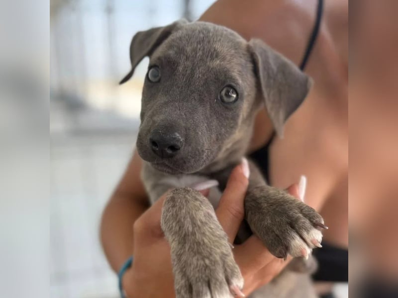 Freya – neugieriges Hundekind voller Lebensfreude