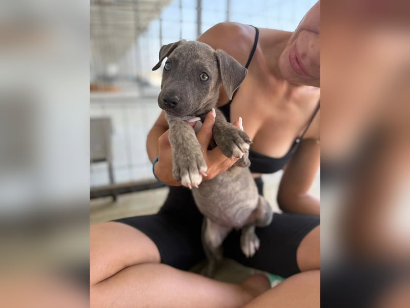 Freya – neugieriges Hundekind voller Lebensfreude
