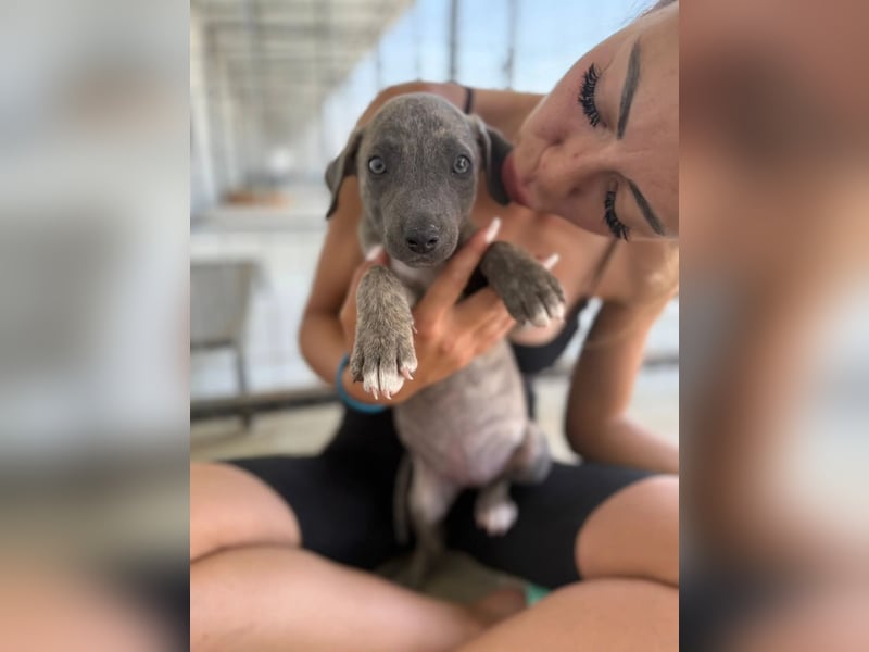Freya – neugieriges Hundekind voller Lebensfreude