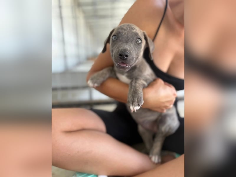 Freya – neugieriges Hundekind voller Lebensfreude