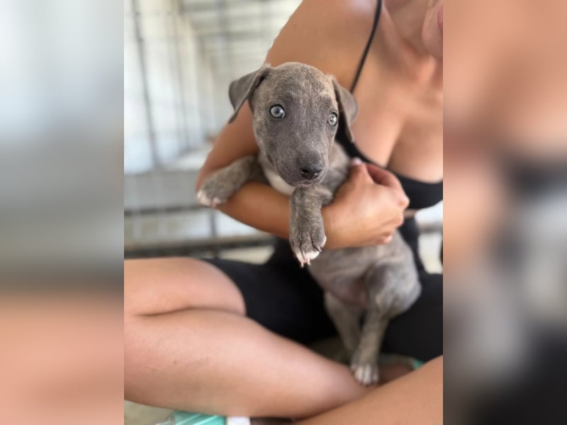 Freya – neugieriges Hundekind voller Lebensfreude