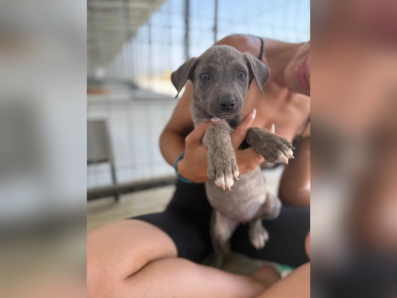 Freya – neugieriges Hundekind voller Lebensfreude