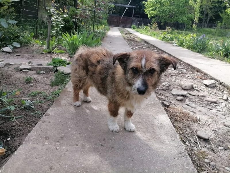 Miss Marple und Felix, geb. ca. 05.2019, ca. 40 cm