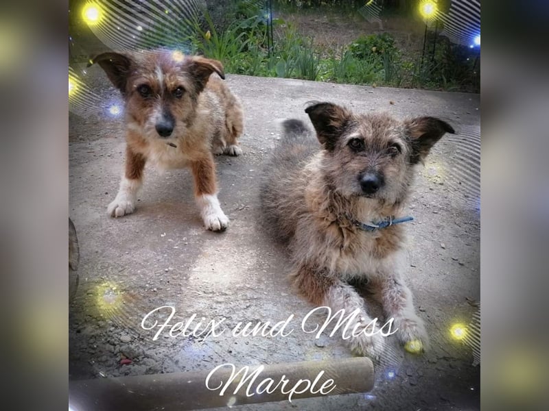 Miss Marple und Felix, geb. ca. 05.2019, ca. 40 cm