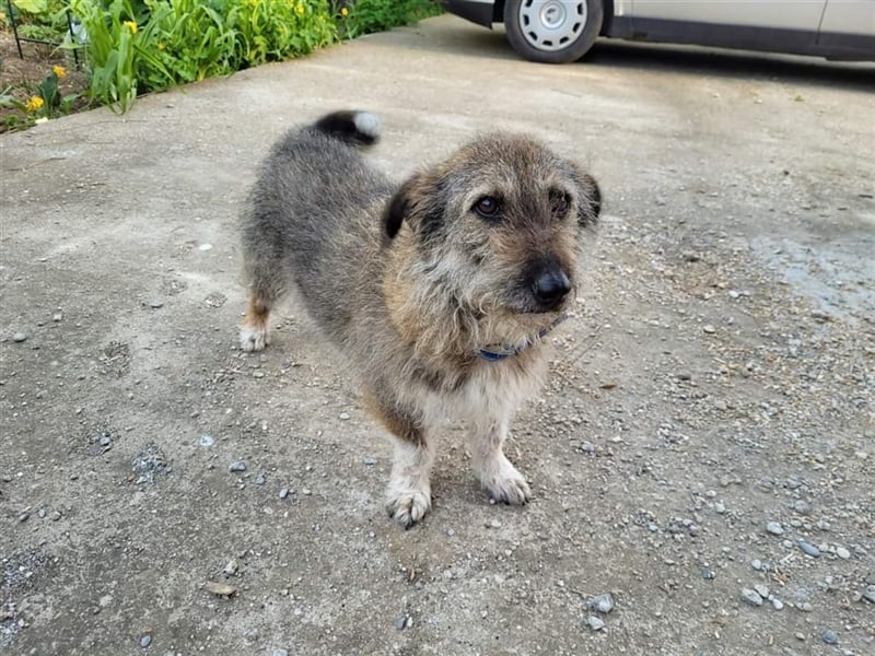 Miss Marple und Felix, geb. ca. 05.2019, ca. 40 cm