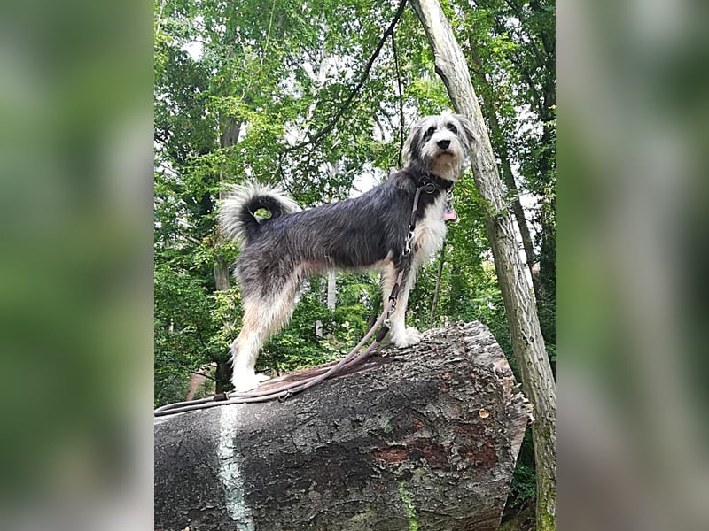 MIKA (Vermittlungshilfe) - derzeitiger Wohnort in 63303 Dreiech