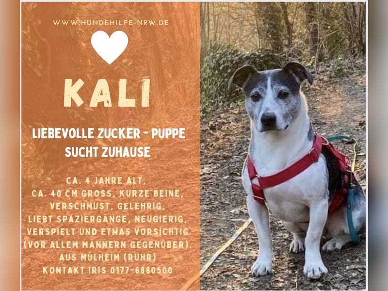 Kali - Zuckerpuppe aus Mülheim an der Ruhr verliert ihr Zuhause!