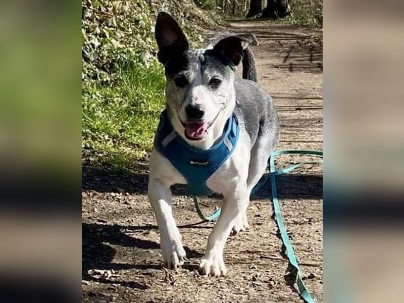 Kali - Zuckerpuppe aus Mülheim an der Ruhr verliert ihr Zuhause!