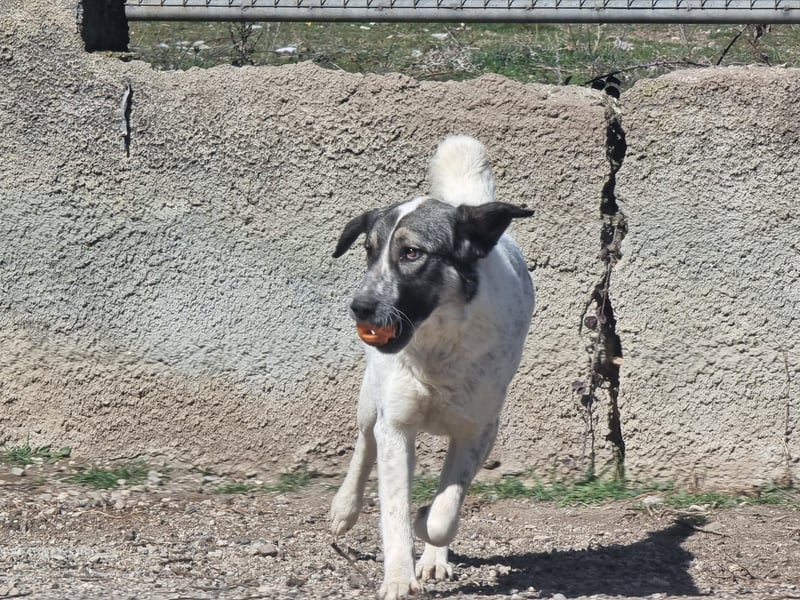 Griechische Schmusekönigin sucht ihr Reich zum Ankommen