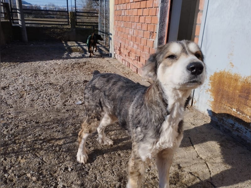 Luna – Eine sanfte Seele auf der Suche nach Geborgenheit  Name: Luna geboren: 01/2017 Rasse: Mischli
