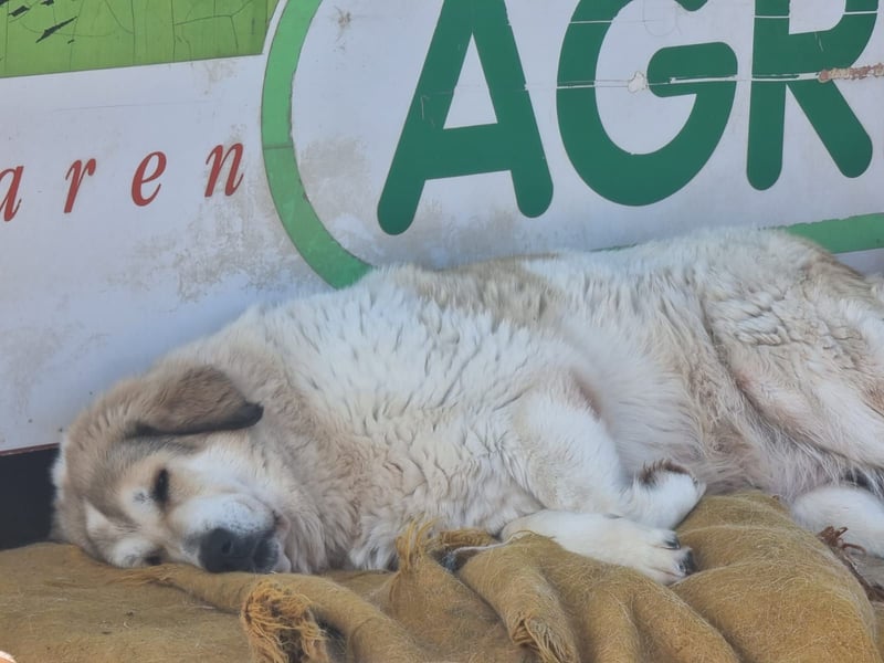 Gaia – Ein Herz auf vier Pfoten sucht Heimat