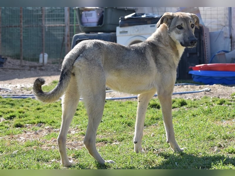 Ida - glückliche und ausgeglichene Hundedame