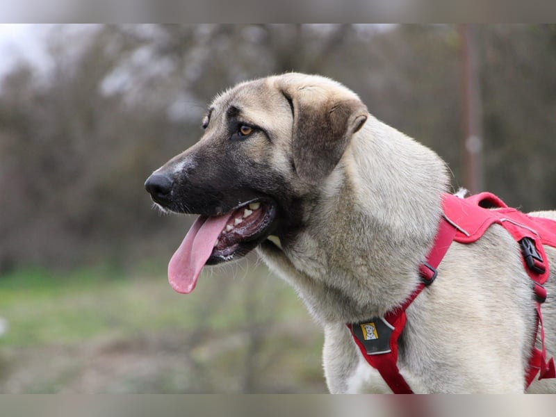 Nala – Sanfte Hündin mit großem Herz, sucht ein liebevolles Zuhause!
