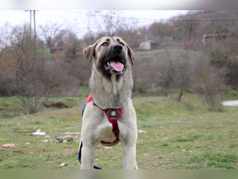 Nala – Sanfte Hündin mit großem Herz, sucht ein liebevolles Zuhause!