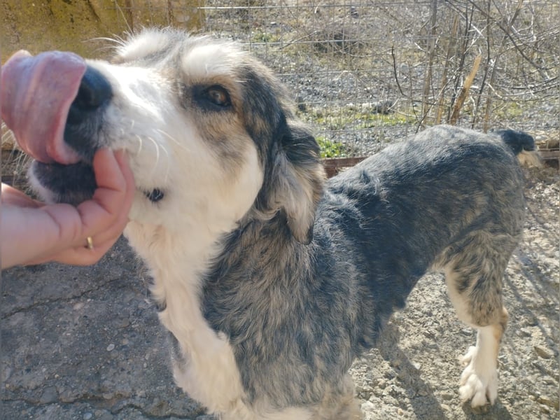 Luna – Eine sanfte Seele auf der Suche nach Geborgenheit  Name: Luna geboren: 01/2017 Rasse: Mischli