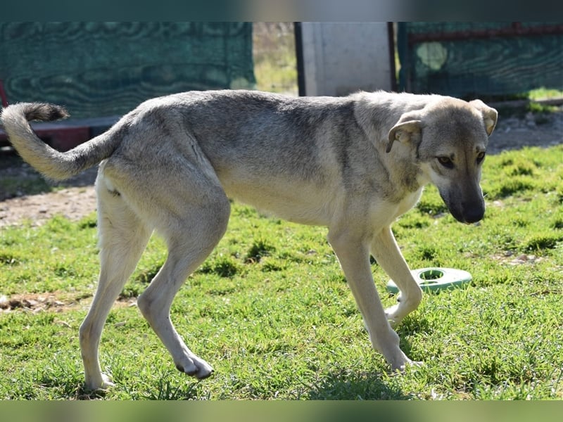 Ida - glückliche und ausgeglichene Hundedame