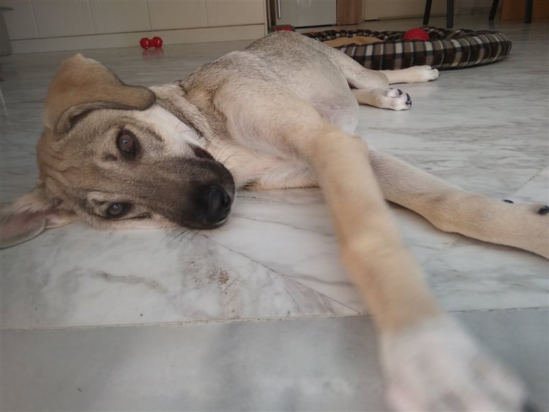Ida - glückliche und ausgeglichene Hundedame