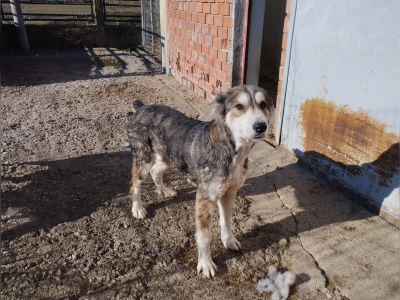 Luna – Eine sanfte Seele auf der Suche nach Geborgenheit  Name: Luna geboren: 01/2017 Rasse: Mischli