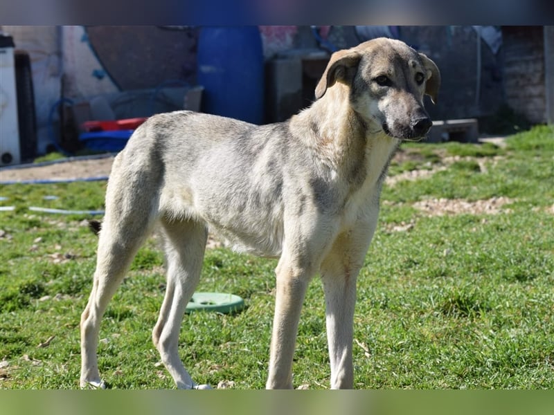 Ida - glückliche und ausgeglichene Hundedame