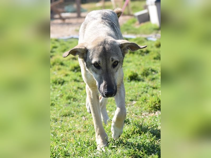 Ida - glückliche und ausgeglichene Hundedame