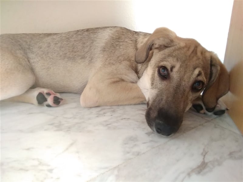 Ida - glückliche und ausgeglichene Hundedame