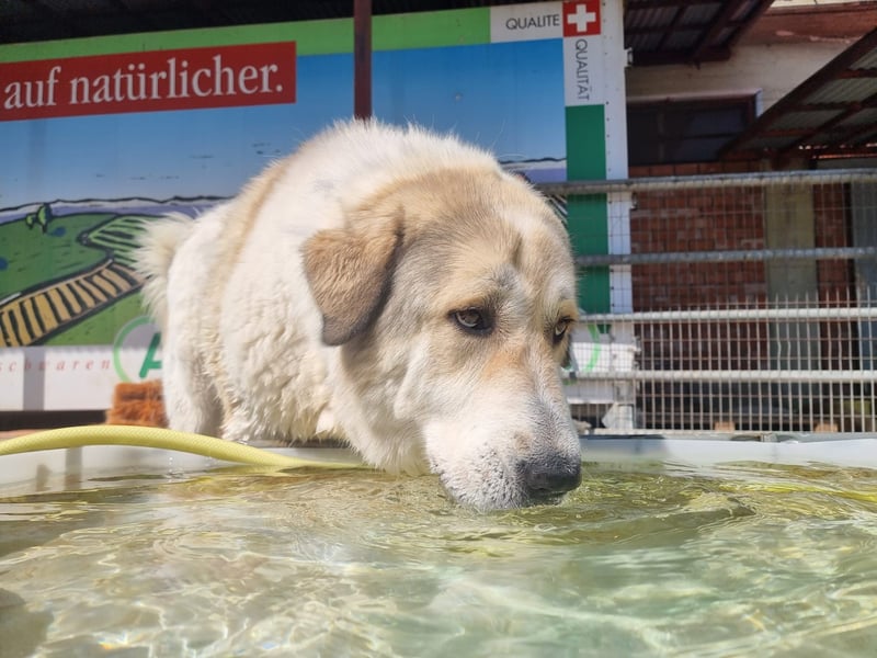 Gaia – Ein Herz auf vier Pfoten sucht Heimat